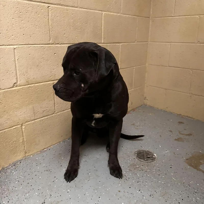 A young small-sized male Black Pit Bull Terrier dog named Max for adoption in Douglas, AZ