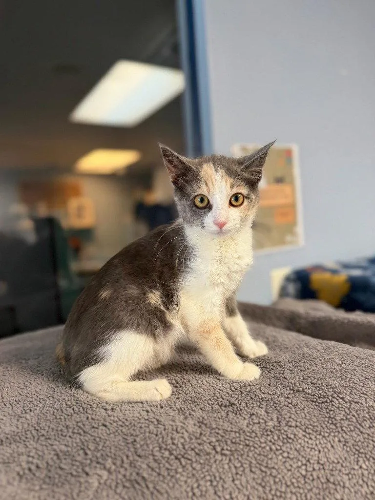 A baby small-sized female Calico cat named Natalie for adoption in Lovingston, VA