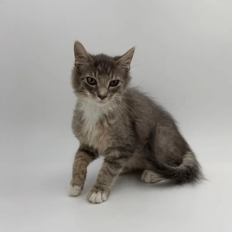 A baby medium-sized male Domestic Medium Hair cat named Mort for adoption in State College, PA