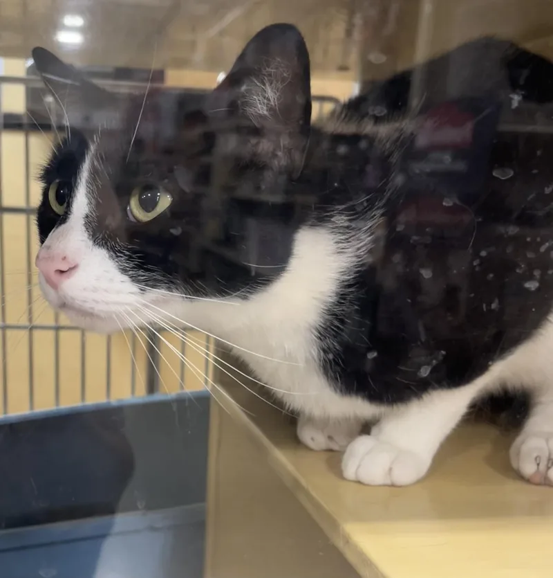 An adult medium-sized male Black & White / Tuxedo Domestic Short Hair cat named Bones for adoption in Charlotte, NC