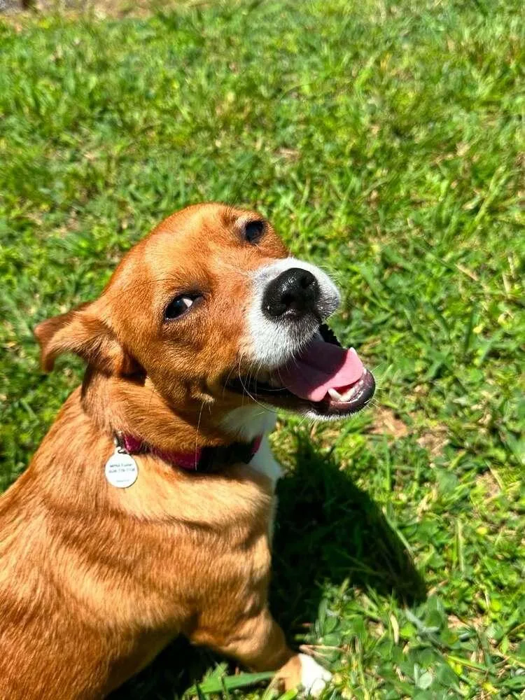 A young medium-sized female Terrier dog named Pup Cup for adoption in Candler, NC