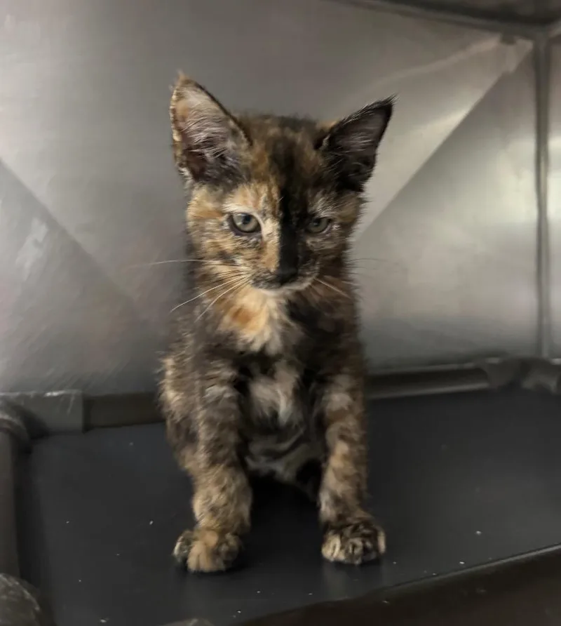 A baby medium-sized female Domestic Short Hair cat named Banon for adoption in Fort Lupton, CO