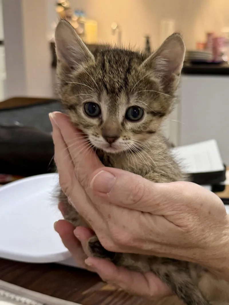 A baby medium-sized female Domestic Short Hair cat named Cat  Fifi for adoption in GILBERTS, IL