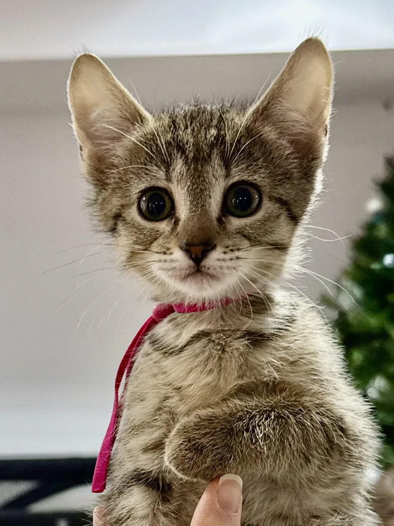 Cat  Fifi thumbnail 2