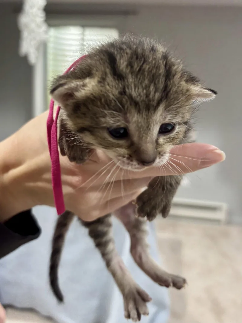 Cat  Fifi thumbnail 3