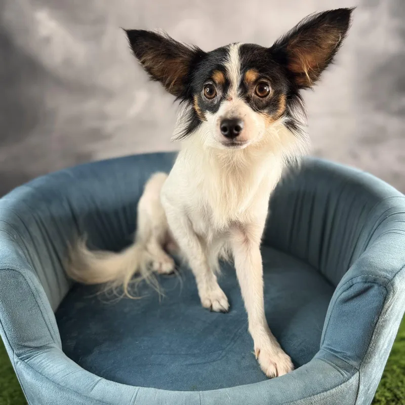 A young small-sized male Papillon dog named Capone for adoption in Garland, TX