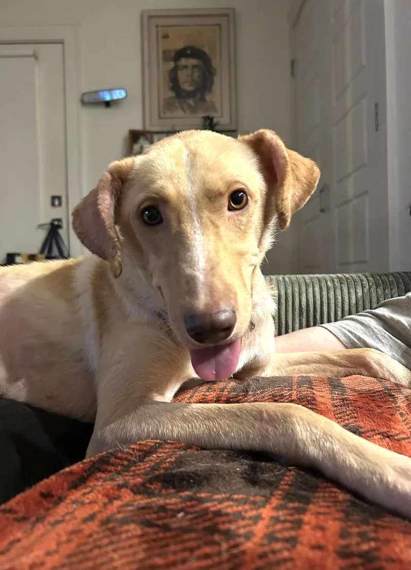 Archie