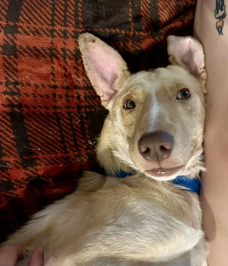 Archie thumbnail 5