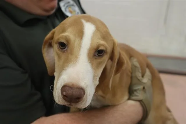 A baby small-sized male Mixed Breed dog named Ned for adoption in Columbia, SC