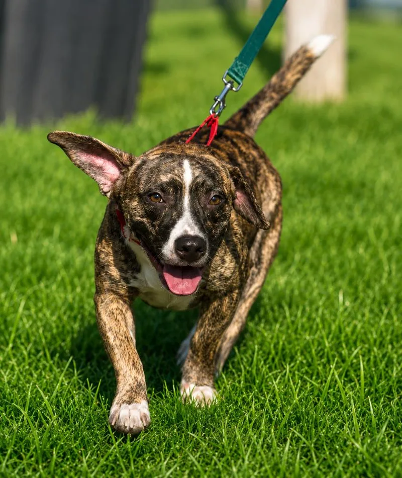 A young medium-sized male Plott Hound dog named Warden Winslow for adoption in Lakeland, FL