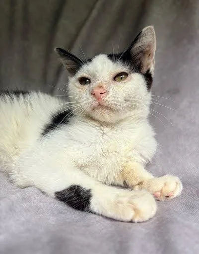 A baby small-sized female Black Domestic Short Hair cat named Emmie for adoption in Raleigh, NC