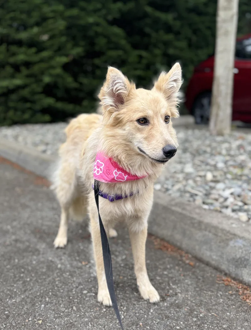 A young medium-sized female White / Cream Shetland Sheepdog / Sheltie dog named Cher for adoption in lynnwood , WA
