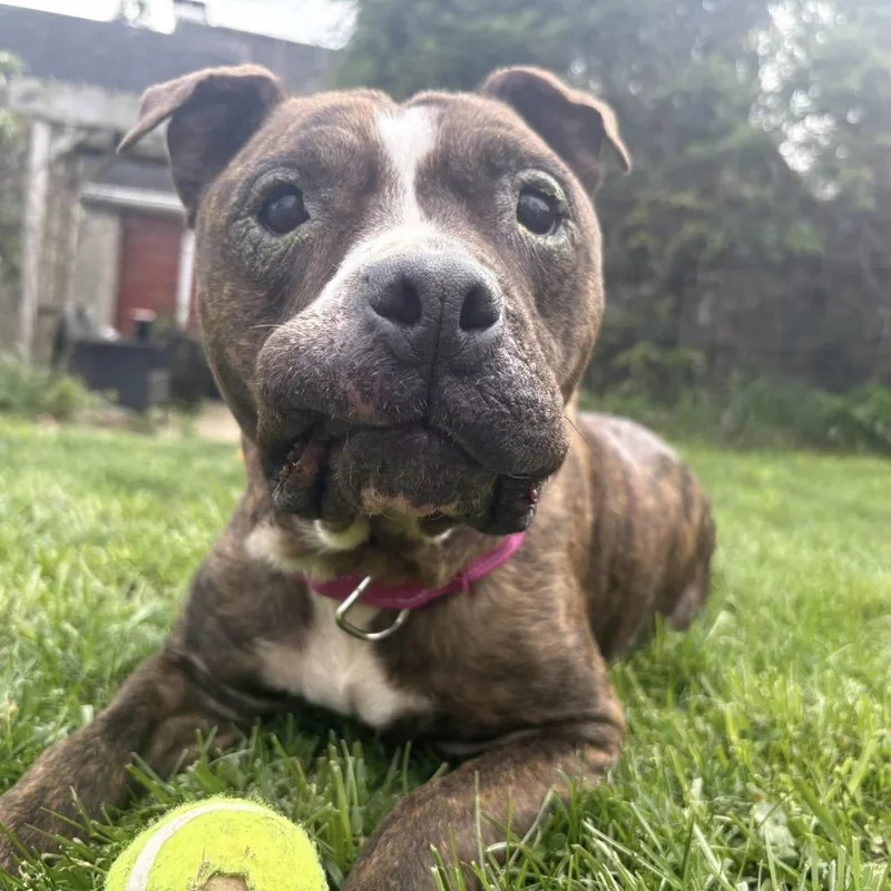 An adult medium-sized female Brindle American Staffordshire Terrier dog named Bunny for adoption in Johnstown, PA