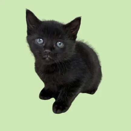 A young small-sized male Black Domestic Short Hair cat named Dexter for adoption in Tuscaloosa, AL