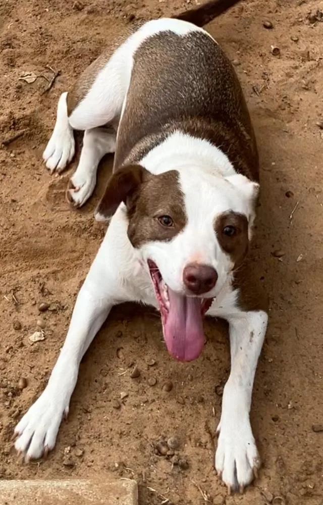 An adult medium-sized female English Pointer dog named Sarah for adoption in Tulsa, OK