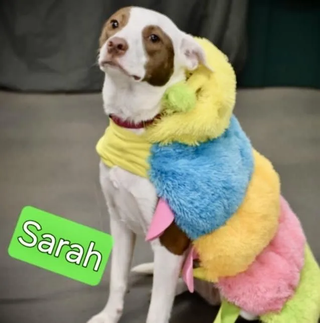 Sarah thumbnail 2