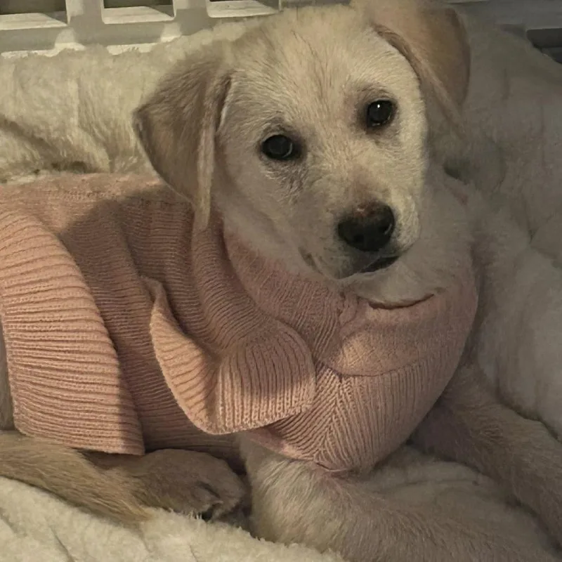 Phoebe