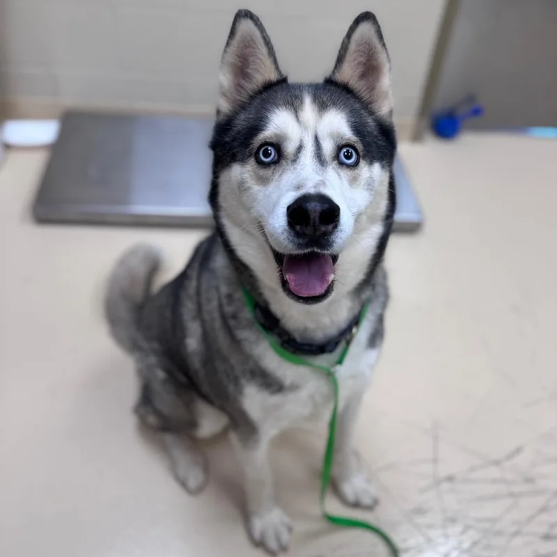 An adult large-sized male White / Cream Mixed Breed dog named Rebel for adoption in Winston-Salem, NC