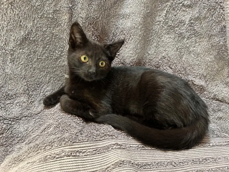A baby medium-sized female Domestic Short Hair cat named Roca for adoption in Portland, OR