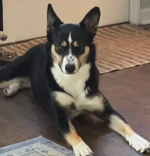 A baby medium-sized female Australian Shepherd dog named Lucy for adoption in Christiansburg, VA
