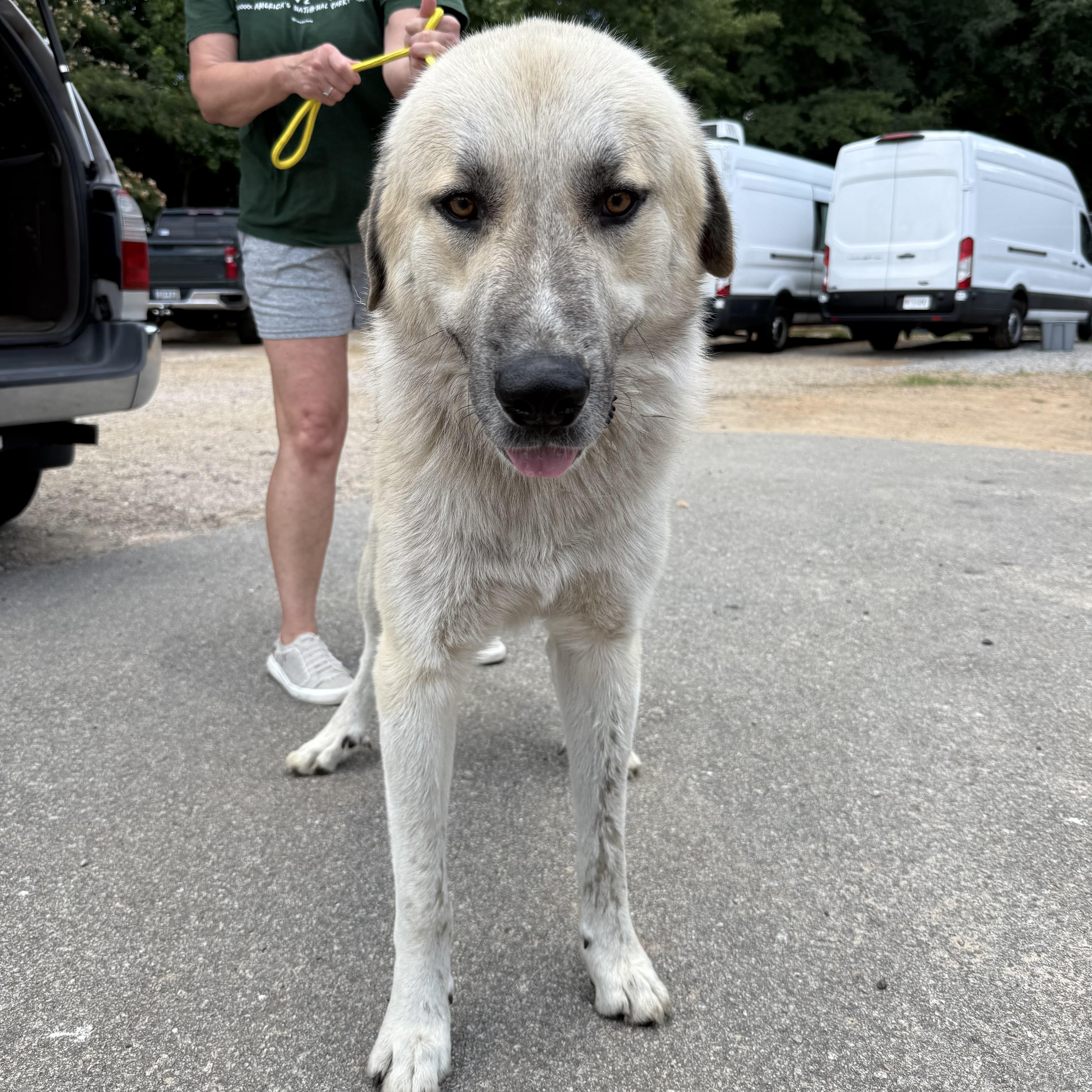 An adult large-sized male White / Cream Anatolian Shepherd dog named Lucas for adoption in Columbia, SC