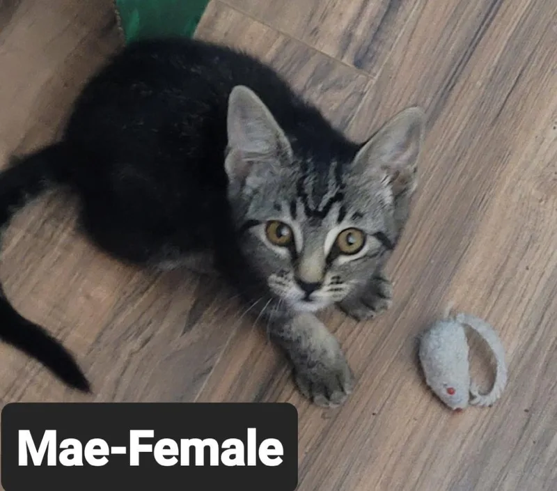 A baby small-sized female Domestic Short Hair cat named Mae for adoption in Heyburn, ID