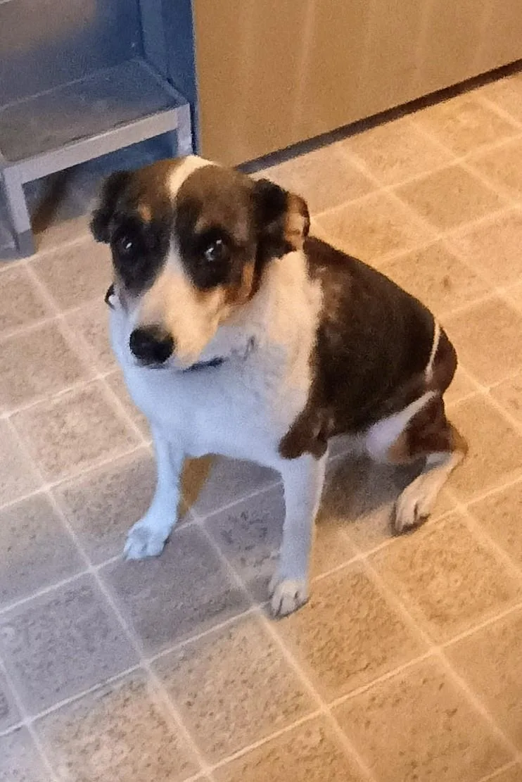 Daisy