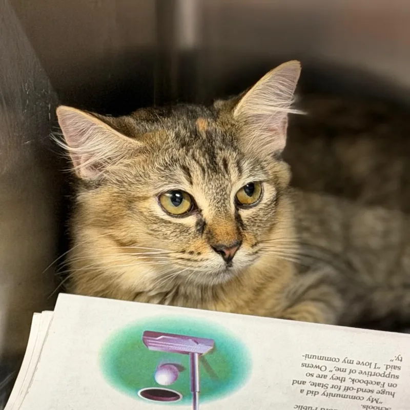 A baby small-sized female Domestic Medium Hair cat named Cardi B for adoption in Pauls Valley, OK