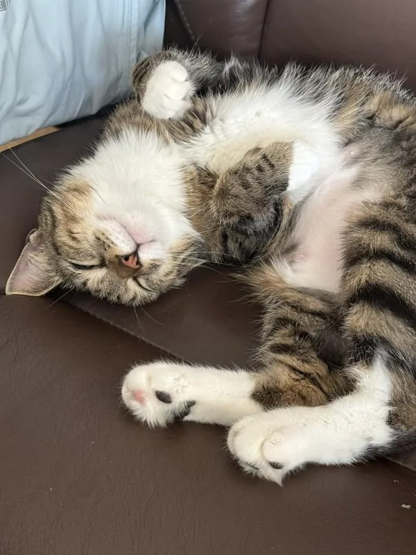 An adult medium-sized female Domestic Short Hair cat named Nala for adoption in New York, NY