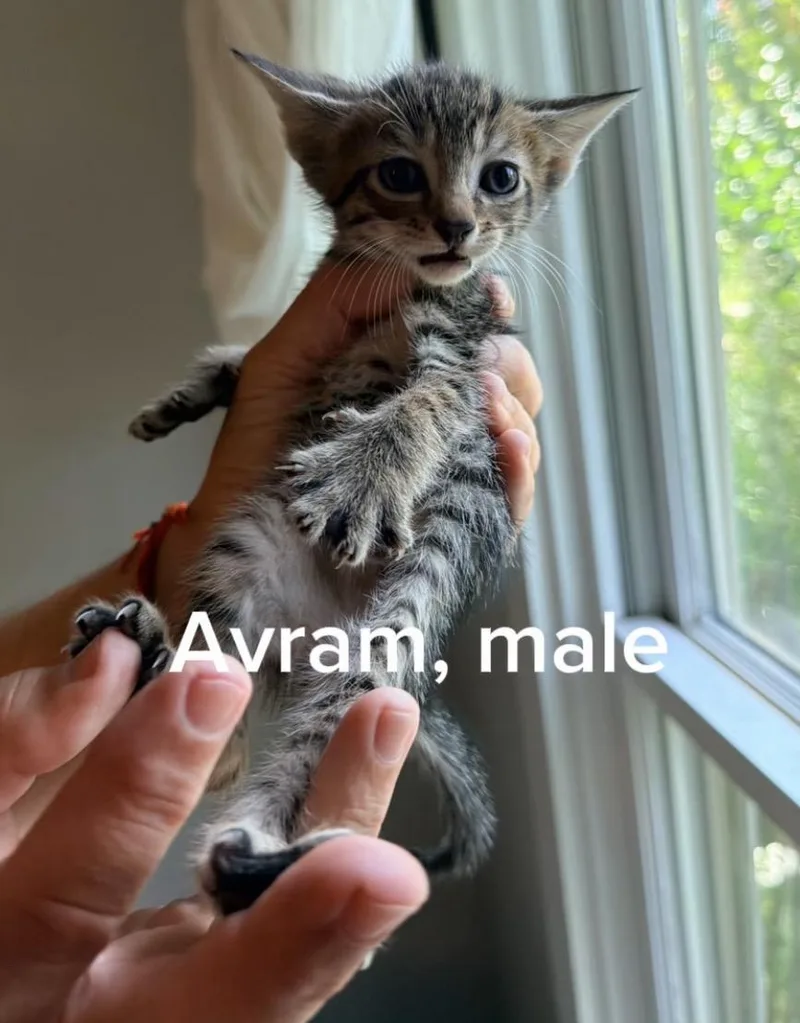 A baby small-sized male Tabby (Gray / Blue / Silver) Tabby cat named Avram for adoption in Shrewsbury, MA