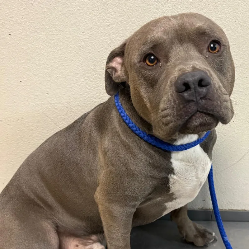 An adult medium-sized male Gray / Blue / Silver Pit Bull Terrier dog named Rosco for adoption in Yuma, AZ