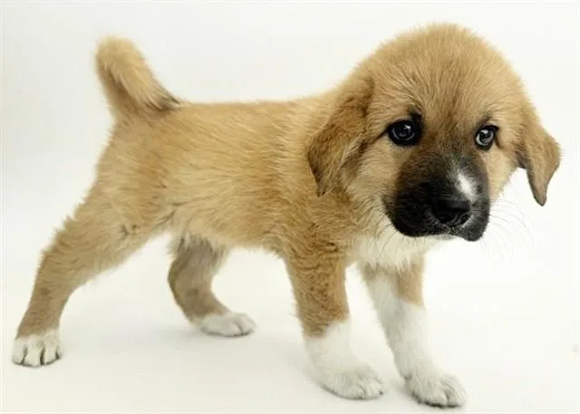 A baby small-sized female Terrier dog named Zuri for adoption in Saint Louis, MO