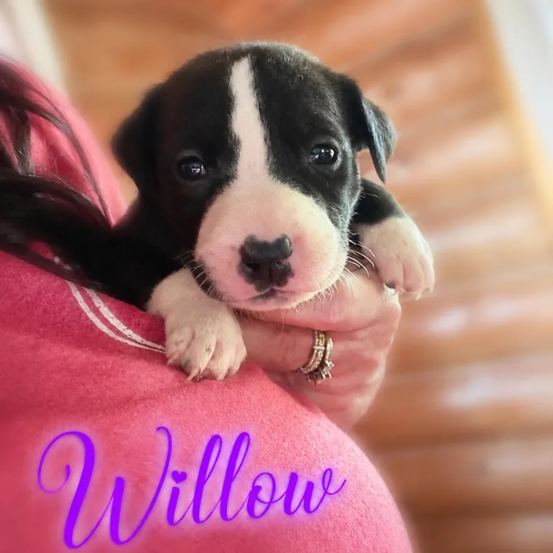 A baby medium-sized female Black Mixed Breed dog named Willow for adoption in Northville, MI
