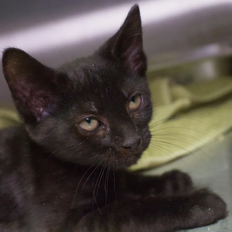 A baby medium-sized male Domestic Short Hair cat named Eeyore for adoption in Shoreline, WA