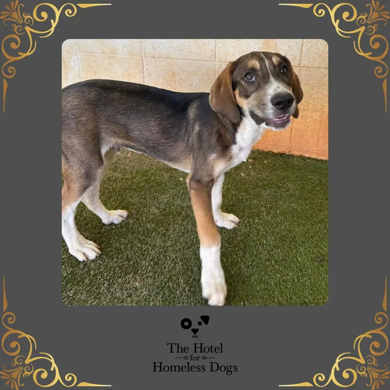 A baby medium-sized male Tricolor (Brown, Black, & White) Hound dog named Murphy for adoption in Cumberland, RI