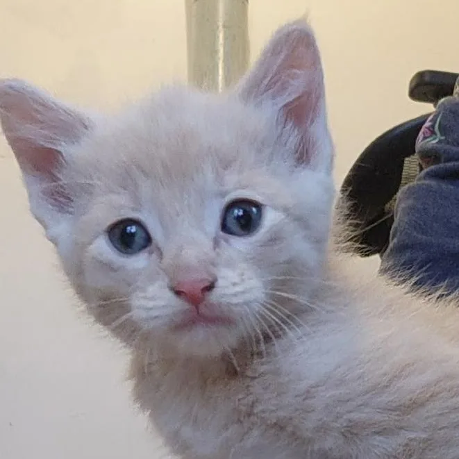 A baby small-sized male Buff / Tan / Fawn Domestic Short Hair cat named Aether for adoption in Grand Rapids, MN