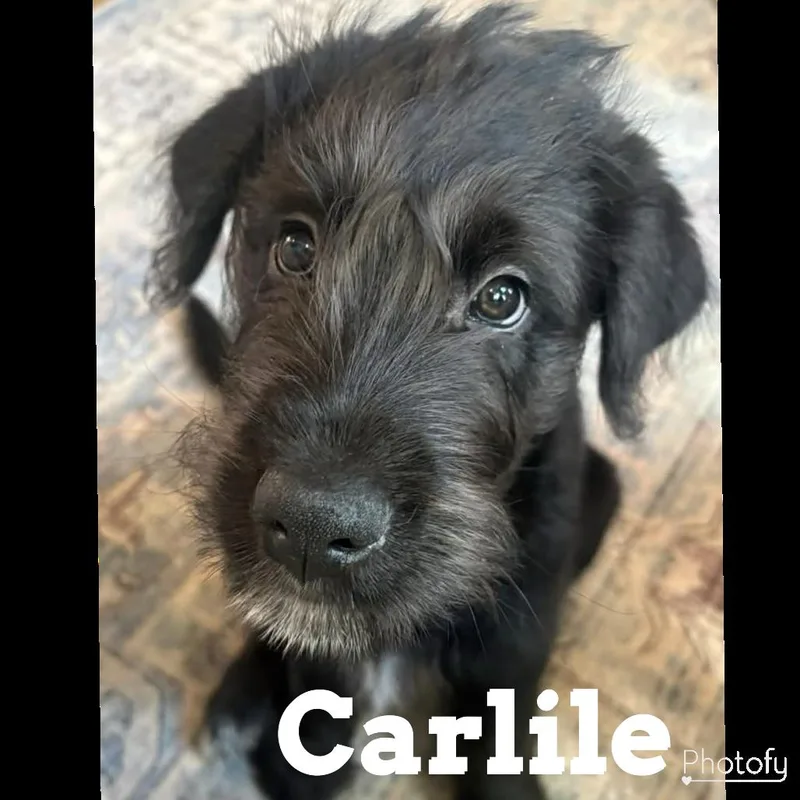Carlile thumbnail 2
