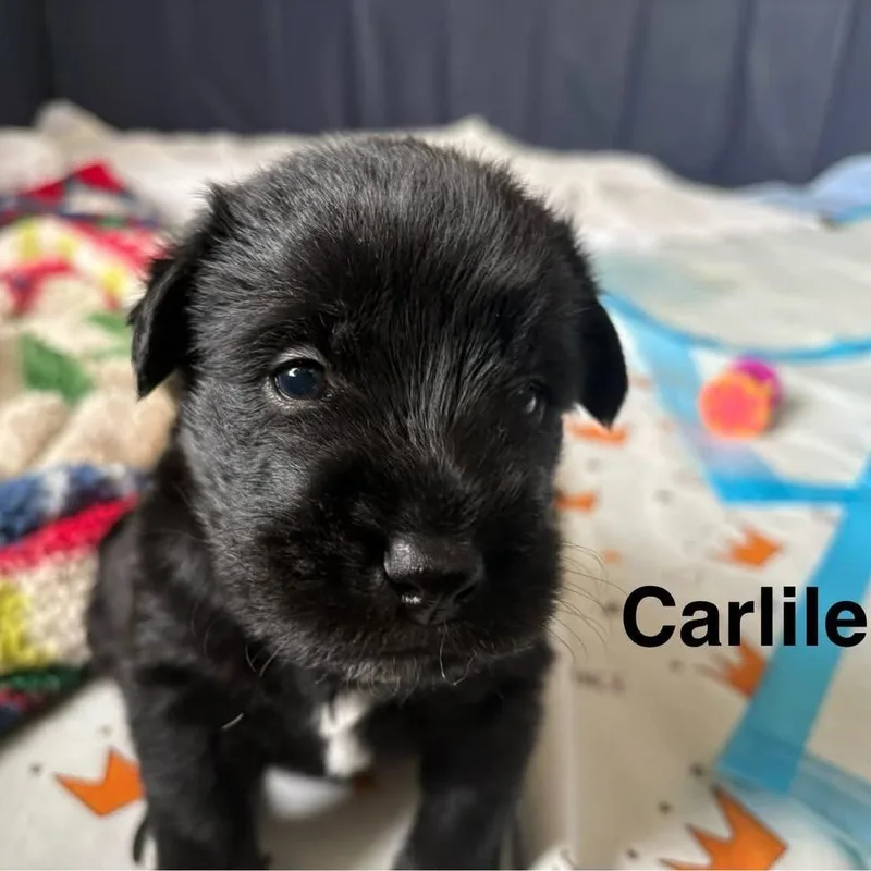 Carlile thumbnail 5