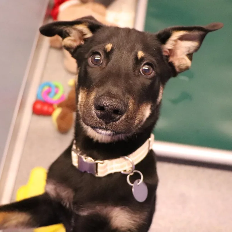 A baby small-sized male Brown / Chocolate Mixed Breed dog named Haze for adoption in Port Washington, NY