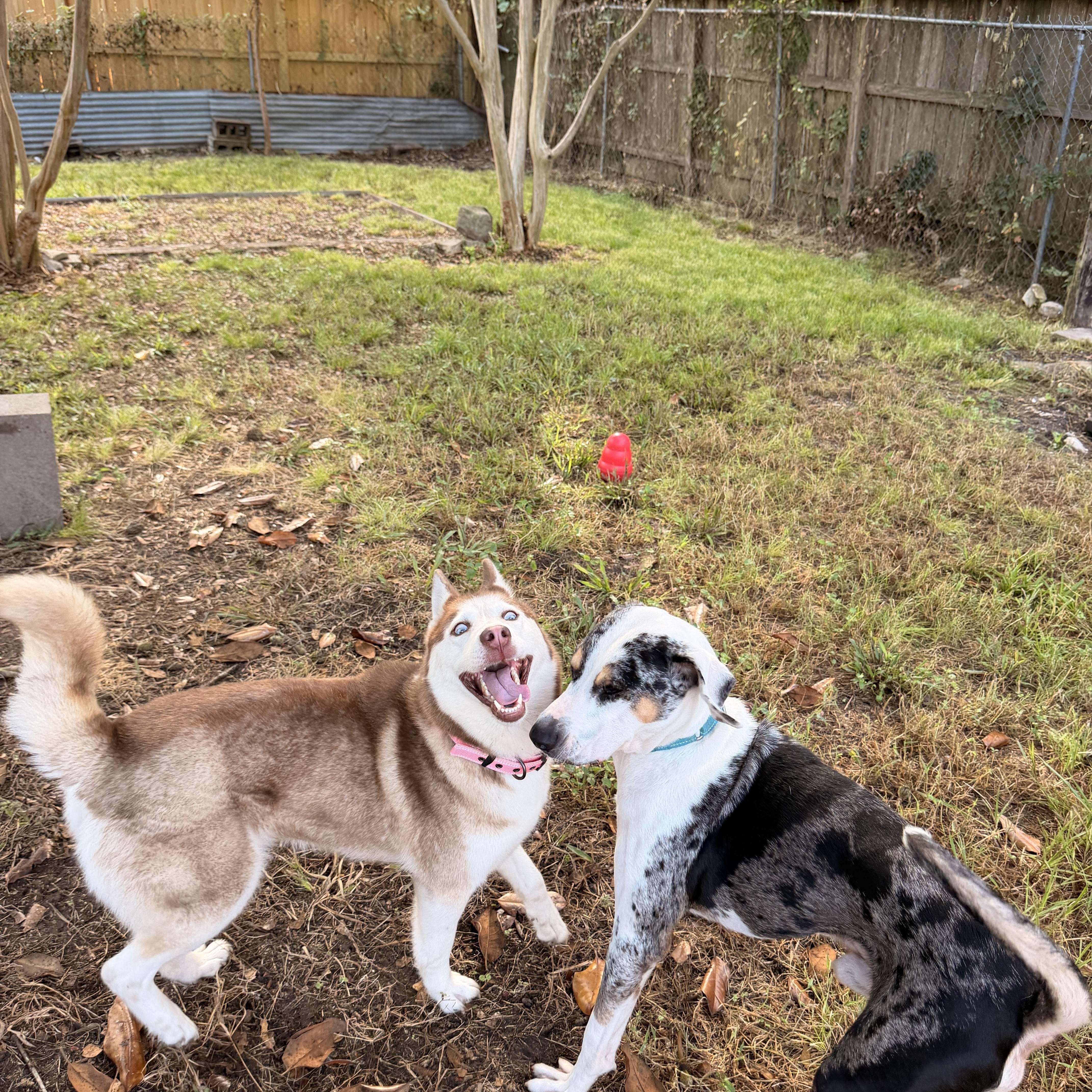 A young medium-sized female Golden Husky dog named Nala for adoption in Houston, AZ