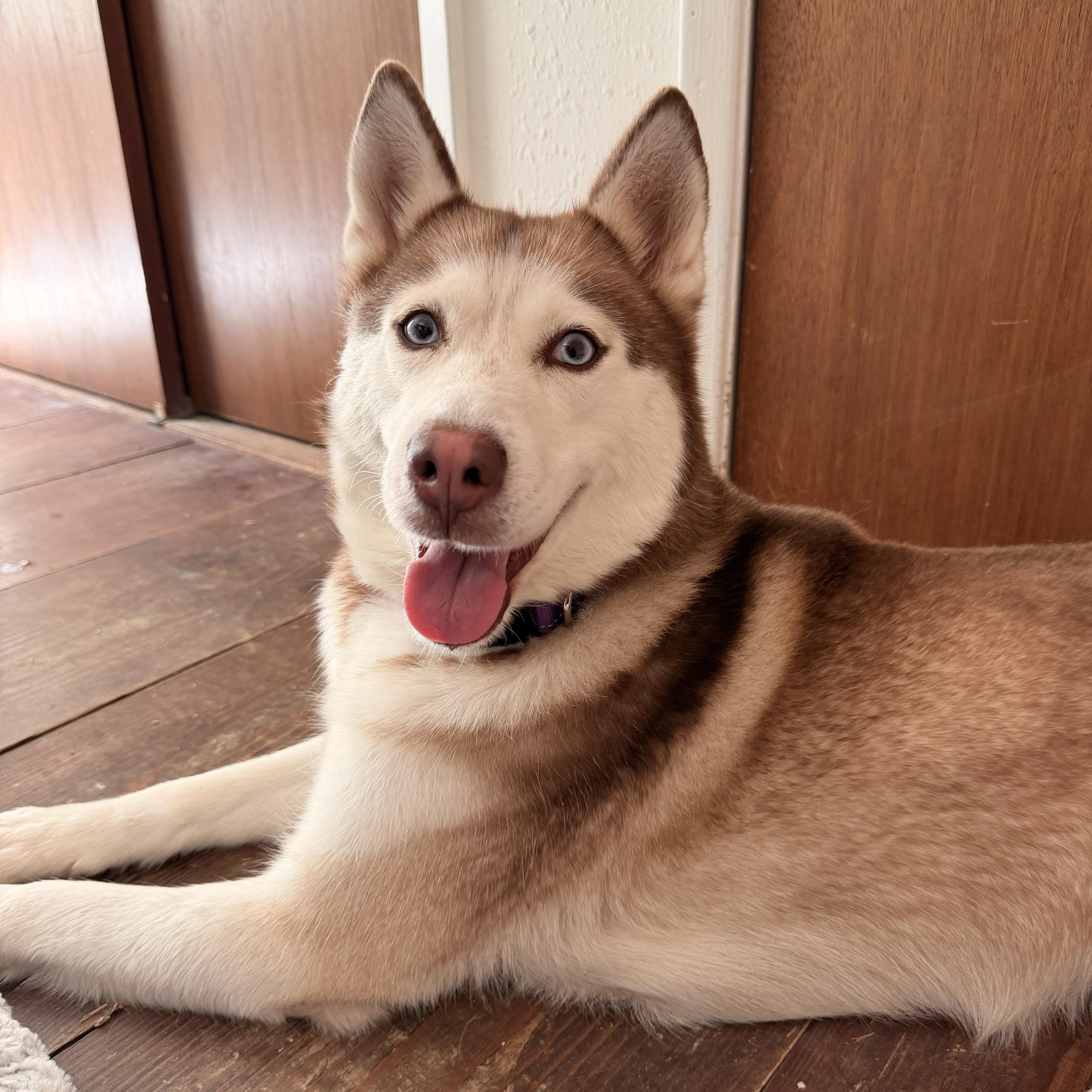 Nala thumbnail 3