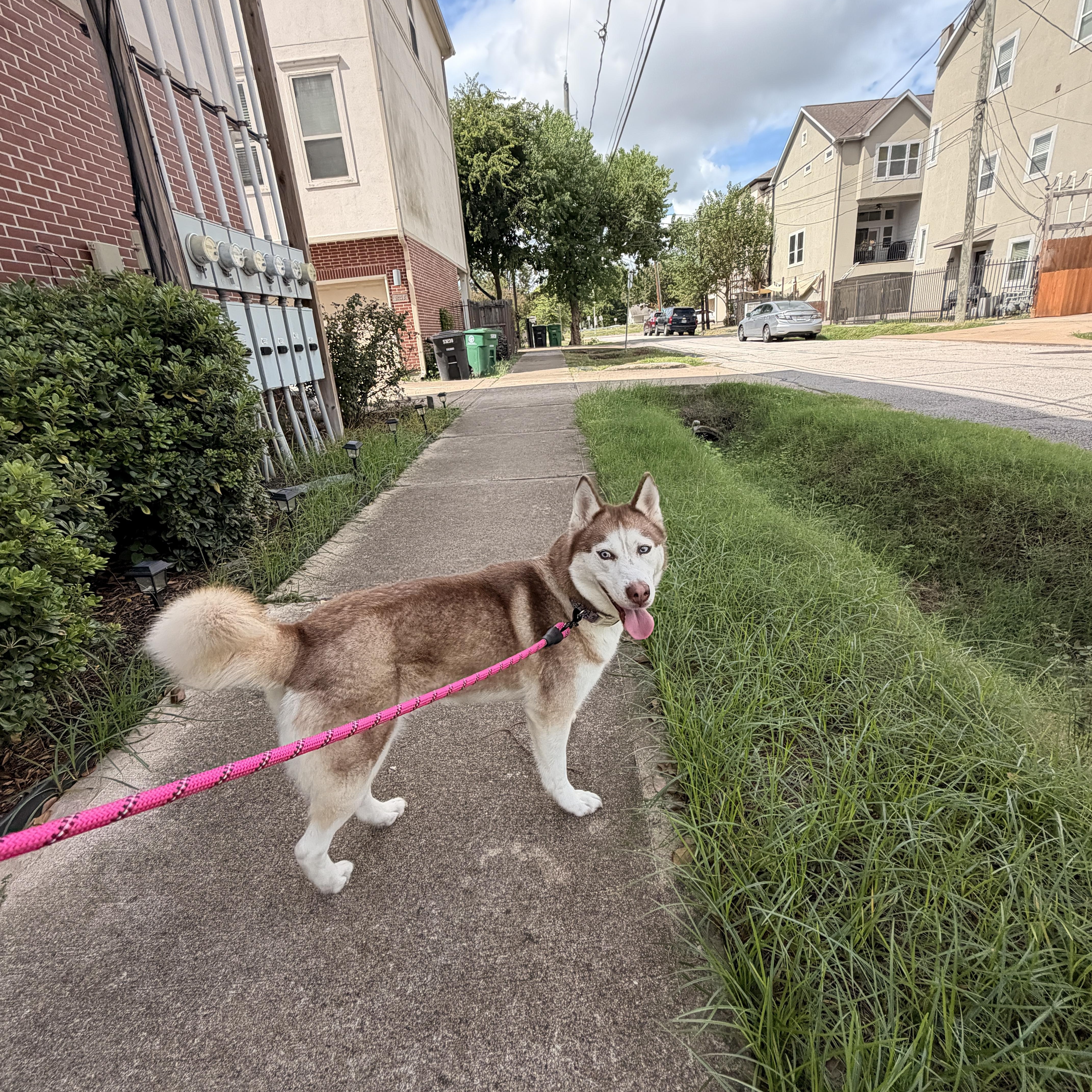 Nala thumbnail 4