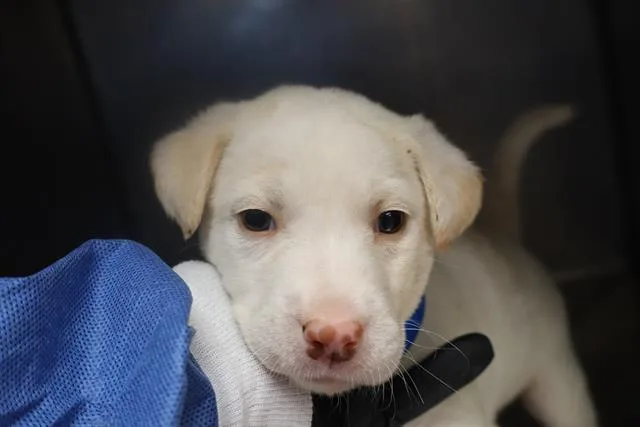 A baby small-sized female Mixed Breed dog named Sunflower for adoption in Columbia, SC