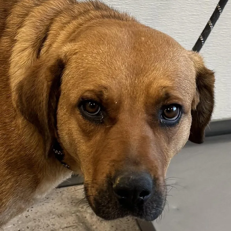 An adult medium-sized female Brown / Chocolate Mixed Breed dog named Lulu for adoption in Las Cruces, NM