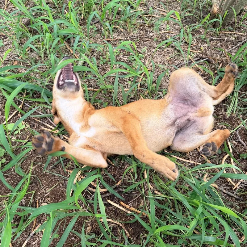 A baby medium-sized male Golden Retriever dog named Topper for adoption in Aledo, TX