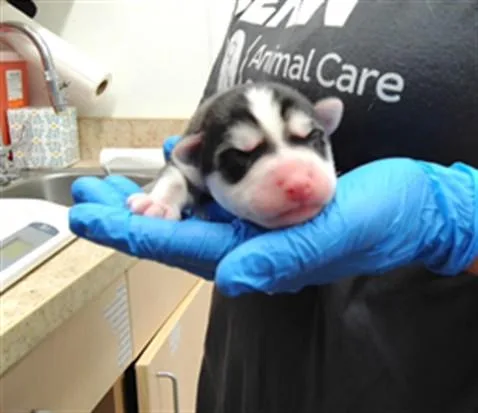 A baby small-sized male Siberian Husky dog named Malcolm for adoption in Albuquerque, NM