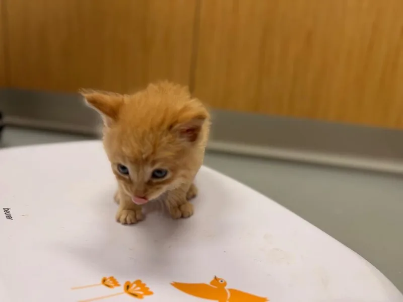 A baby small-sized male Domestic Medium Hair cat named Emmett for adoption in Hartsville, SC
