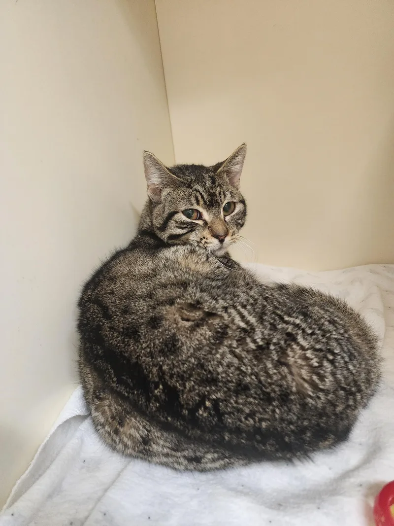 An adult medium-sized female Domestic Short Hair cat named 25-346 for adoption in Ridgecrest, CA