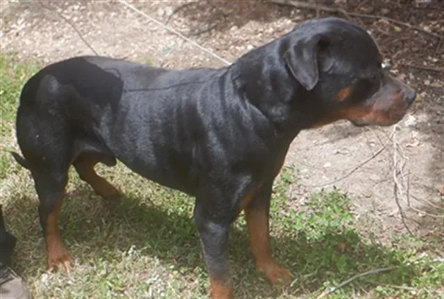 A young large-sized male Rottweiler dog named Duncan for adoption in Miami, FL