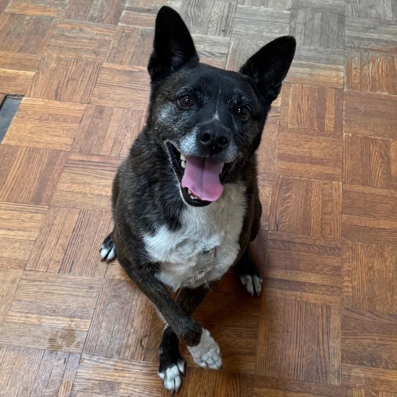 An adult medium-sized male Black Jindo dog named Bo for adoption in Santa Barbara, CA